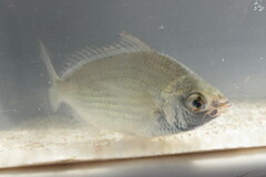 Eucinostomus gula