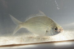 Eucinostomus gula
