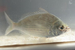 Eucinostomus gula