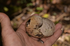 Hedleyella falconeri