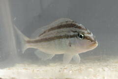 Orthopristis chrysoptera