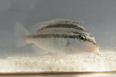 Orthopristis chrysoptera