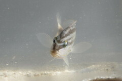 Orthopristis chrysoptera