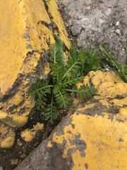 Lepidium