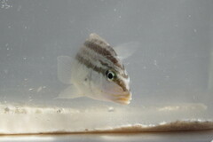 Orthopristis chrysoptera