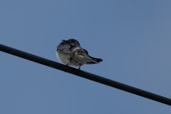 Hirundo rustica