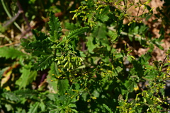 Senecio glomeratus