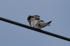 Hirundo rustica
