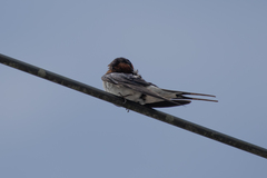 Hirundo rustica