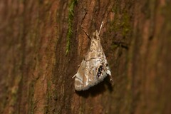 Hylebatis scintillifera