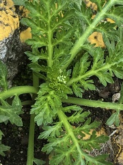 Lepidium