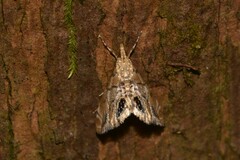 Hylebatis scintillifera