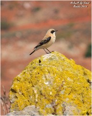Oenanthe hispanica