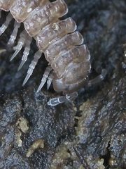 Polydesmus angustus