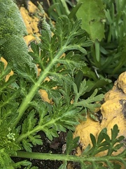 Lepidium