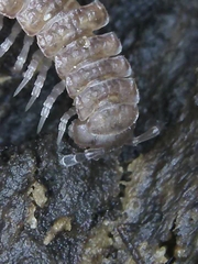 Polydesmus angustus
