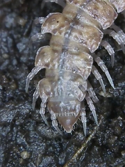 Polydesmus angustus