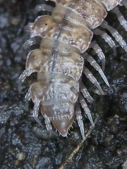 Polydesmus angustus