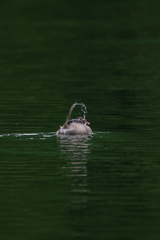 Tachybaptus ruficollis