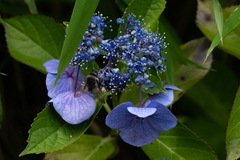 Hydrangea