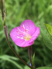 Oenothera rosea