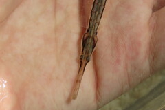 Syngnathus louisianae