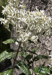 Olearia covenyi