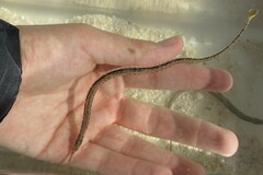 Syngnathus louisianae