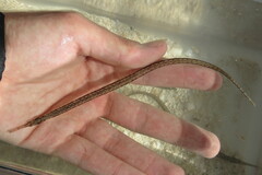 Syngnathus louisianae
