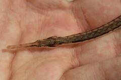 Syngnathus louisianae