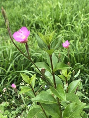 Oenothera rosea