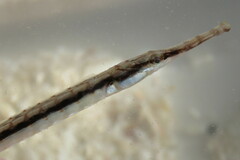 Syngnathus louisianae