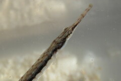 Syngnathus louisianae