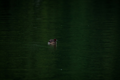Tachybaptus ruficollis