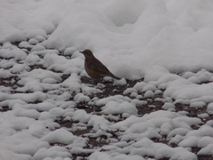Turdus atrogularis