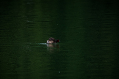 Tachybaptus ruficollis