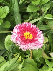 Asteraceae