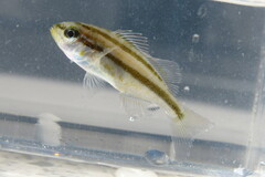 Orthopristis chrysoptera