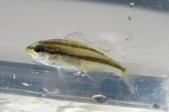 Orthopristis chrysoptera