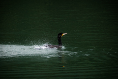 Phalacrocorax carbo