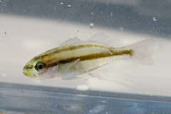 Orthopristis chrysoptera