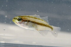 Orthopristis chrysoptera