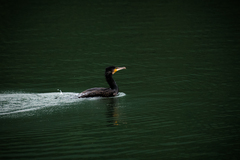 Phalacrocorax carbo
