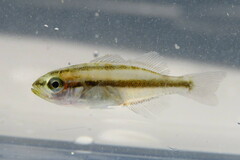 Orthopristis chrysoptera