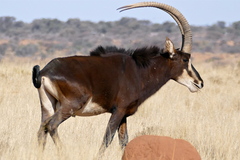 Sable Antelope - Photo (c) Bernard DUPONT, some rights reserved (CC BY-SA)