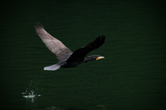 Phalacrocorax carbo