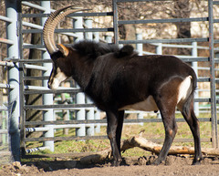 Sable Antelope photo 2