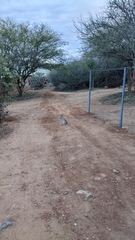 Lagomorpha