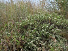 Pimelea orthia