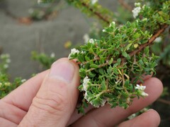 Pimelea orthia